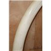 Image 5 : *TEXAS RESIDENTS ONLY* Massive Set of ELEPHANT IVORY TUSKS on Wood Bases