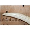 Image 7 : *TEXAS RESIDENTS ONLY* Massive Set of ELEPHANT IVORY TUSKS on Wood Bases