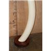 Image 9 : *TEXAS RESIDENTS ONLY* Massive Set of ELEPHANT IVORY TUSKS on Wood Bases