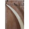 Image 11 : *TEXAS RESIDENTS ONLY* Set of ELEPHANT IVORY Tusks on Wood Bases