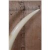 Image 12 : *TEXAS RESIDENTS ONLY* Set of ELEPHANT IVORY Tusks on Wood Bases