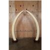 Image 2 : *TEXAS RESIDENTS ONLY* Set of ELEPHANT IVORY Tusks on Wood Bases