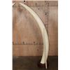 Image 3 : *TEXAS RESIDENTS ONLY* Set of ELEPHANT IVORY Tusks on Wood Bases