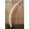 Image 4 : *TEXAS RESIDENTS ONLY* Set of ELEPHANT IVORY Tusks on Wood Bases