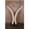 Image 9 : *TEXAS RESIDENTS ONLY* Set of ELEPHANT IVORY Tusks on Wood Bases