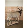 Image 10 : Life-sized LORD DERBY ELAND on a Natural Base