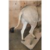 Image 11 : Life-sized LORD DERBY ELAND on a Natural Base