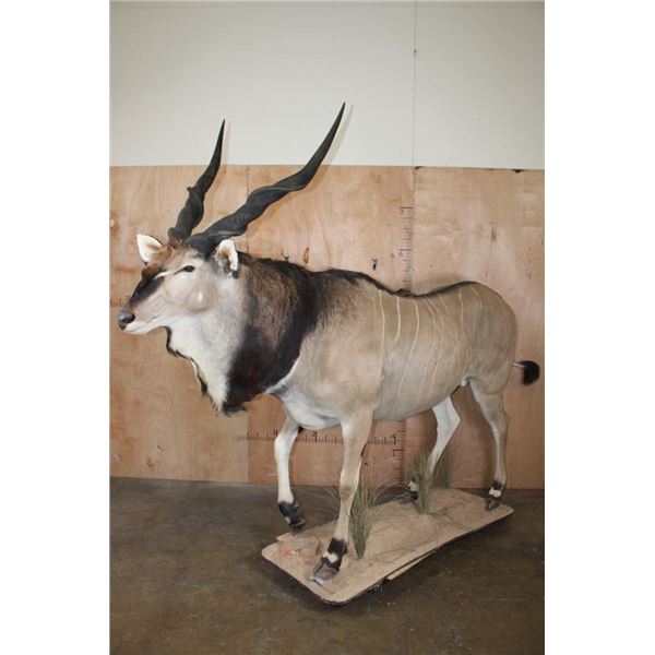 Life-sized LORD DERBY ELAND on a Natural Base