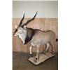 Image 1 : Life-sized LORD DERBY ELAND on a Natural Base