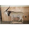 Image 2 : Life-sized LORD DERBY ELAND on a Natural Base