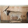 Image 3 : Life-sized LORD DERBY ELAND on a Natural Base