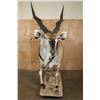 Image 7 : Life-sized LORD DERBY ELAND on a Natural Base