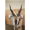 Image 8 : Life-sized LORD DERBY ELAND on a Natural Base