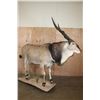 Image 9 : Life-sized LORD DERBY ELAND on a Natural Base