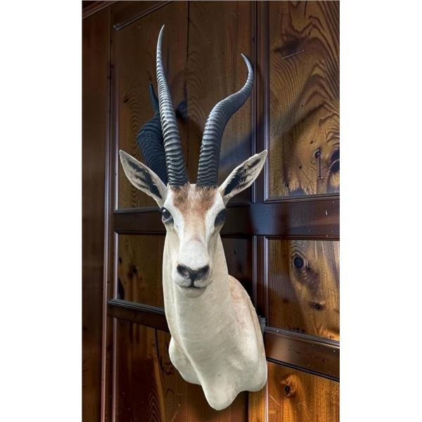 Huge Record Book African GRANT'S GAZELLE Shoulder Mount