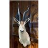 Image 1 : Huge Record Book African GRANT'S GAZELLE Shoulder Mount