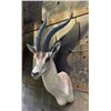 Image 2 : Huge Record Book African GRANT'S GAZELLE Shoulder Mount