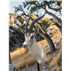 Image 3 : Huge Record Book African GRANT'S GAZELLE Shoulder Mount