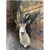 Image 4 : Huge Record Book African GRANT'S GAZELLE Shoulder Mount