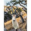 Image 5 : Huge Record Book African GRANT'S GAZELLE Shoulder Mount