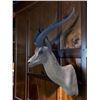 Image 6 : Huge Record Book African GRANT'S GAZELLE Shoulder Mount