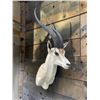 Image 7 : Huge Record Book African GRANT'S GAZELLE Shoulder Mount