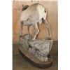 Image 10 : 195 2/8 B& C Scored ROCKY MOUNTAIN BIGHORN Sheep Ram, 4th Largest Grand Slam on a Base with Wheels