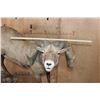 Image 11 : 195 2/8 B& C Scored ROCKY MOUNTAIN BIGHORN Sheep Ram, 4th Largest Grand Slam on a Base with Wheels