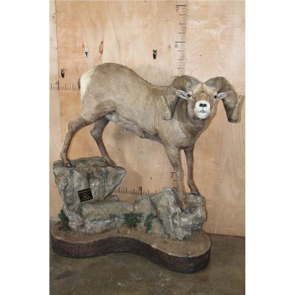 195 2/8 B& C Scored ROCKY MOUNTAIN BIGHORN Sheep Ram, 4th Largest Grand Slam on a Base with Wheels