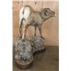 Image 4 : 195 2/8 B& C Scored ROCKY MOUNTAIN BIGHORN Sheep Ram, 4th Largest Grand Slam on a Base with Wheels