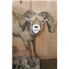 Image 5 : 195 2/8 B& C Scored ROCKY MOUNTAIN BIGHORN Sheep Ram, 4th Largest Grand Slam on a Base with Wheels