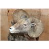 Image 6 : 195 2/8 B& C Scored ROCKY MOUNTAIN BIGHORN Sheep Ram, 4th Largest Grand Slam on a Base with Wheels