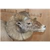 Image 7 : 195 2/8 B& C Scored ROCKY MOUNTAIN BIGHORN Sheep Ram, 4th Largest Grand Slam on a Base with Wheels