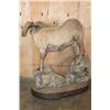 Image 9 : 195 2/8 B& C Scored ROCKY MOUNTAIN BIGHORN Sheep Ram, 4th Largest Grand Slam on a Base with Wheels