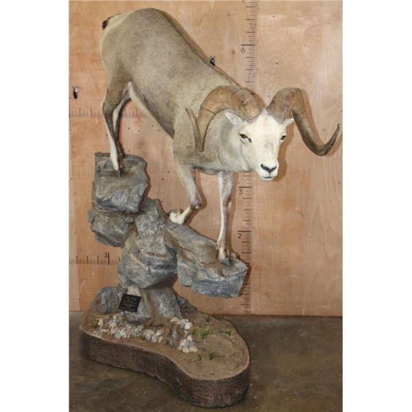 165 7/8 B & C Scored 4th Largest Grand Slam Life-sized STONE SHEEP on a Rocky Base