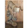 Image 1 : 165 7/8 B & C Scored 4th Largest Grand Slam Life-sized STONE SHEEP on a Rocky Base