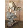 Image 4 : 165 7/8 B & C Scored 4th Largest Grand Slam Life-sized STONE SHEEP on a Rocky Base