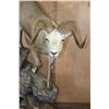 Image 6 : 165 7/8 B & C Scored 4th Largest Grand Slam Life-sized STONE SHEEP on a Rocky Base