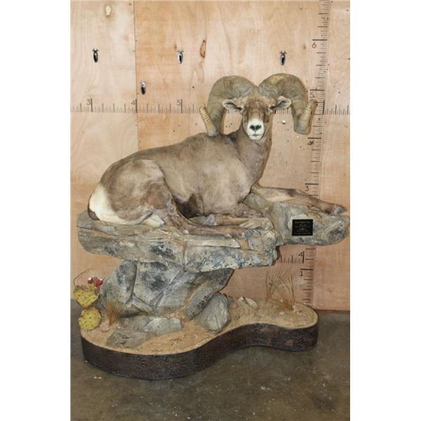 193 5/8 B & C Scored Life-sized Desert BIGHORN SHEEP Arizona Governor's Tag 4th Largest Grand Slam