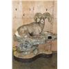Image 1 : 193 5/8 B & C Scored Life-sized Desert BIGHORN SHEEP Arizona Governor's Tag 4th Largest Grand Slam