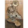 Image 3 : 193 5/8 B & C Scored Life-sized Desert BIGHORN SHEEP Arizona Governor's Tag 4th Largest Grand Slam