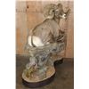 Image 4 : 193 5/8 B & C Scored Life-sized Desert BIGHORN SHEEP Arizona Governor's Tag 4th Largest Grand Slam