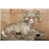 Image 5 : 193 5/8 B & C Scored Life-sized Desert BIGHORN SHEEP Arizona Governor's Tag 4th Largest Grand Slam