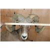 Image 6 : 193 5/8 B & C Scored Life-sized Desert BIGHORN SHEEP Arizona Governor's Tag 4th Largest Grand Slam