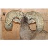 Image 9 : 193 5/8 B & C Scored Life-sized Desert BIGHORN SHEEP Arizona Governor's Tag 4th Largest Grand Slam