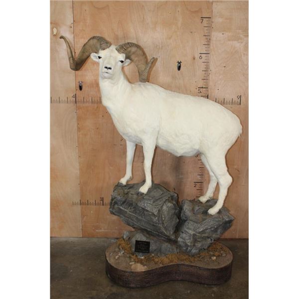 182 3/8 B & C Scored Life-sized DALL SHEEP 4th Largest Grand Slam on a Rocky Base