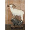 Image 1 : 182 3/8 B & C Scored Life-sized DALL SHEEP 4th Largest Grand Slam on a Rocky Base
