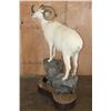 Image 4 : 182 3/8 B & C Scored Life-sized DALL SHEEP 4th Largest Grand Slam on a Rocky Base