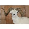 Image 5 : 182 3/8 B & C Scored Life-sized DALL SHEEP 4th Largest Grand Slam on a Rocky Base