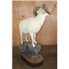 Image 7 : 182 3/8 B & C Scored Life-sized DALL SHEEP 4th Largest Grand Slam on a Rocky Base